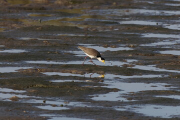  masked lapwing (Vanellus miles)  Queensland, Australia