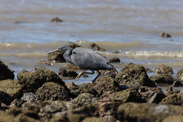 Pacific reef heron (Egretta sacra)  Queensland, Australia