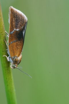 Vertical closeup on a Brindled tortrix micro moth, Ptycholoma lecheana on a straw of grass