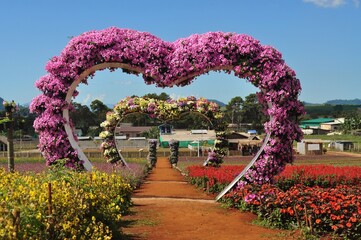 flowers in the garden
