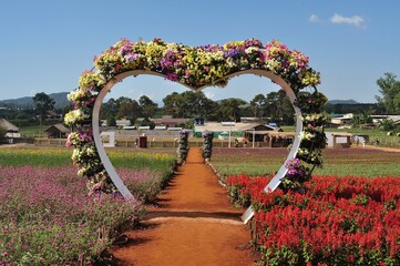 spring flowers in the park