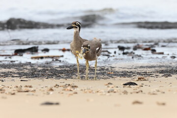beach stone-curlew (Esacus magnirostris)  Queensland, Australia