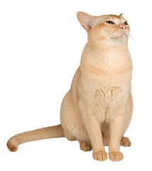 A sitting Burmese cat