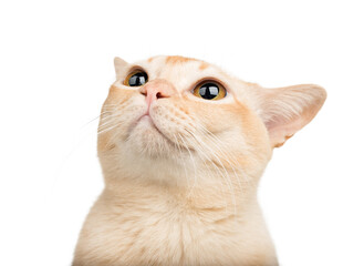 A cat with big eyes looks up.