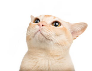 A cat with big eyes looks up.