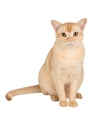A sitting Burmese cat