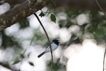 Satin Flycatcher (Myiagra cyanoleuca)  Queensland, Australia