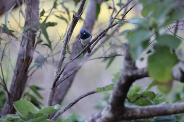 Satin Flycatcher (Myiagra cyanoleuca)  Queensland, Australia