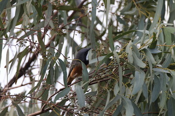 rufous whistler (Pachycephala rufiventris) Queensland, Australia