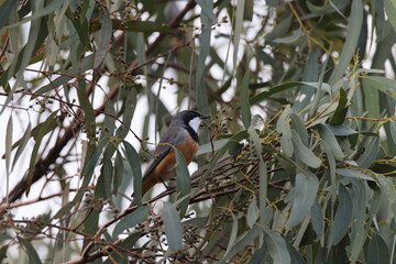 rufous whistler (Pachycephala rufiventris) Queensland, Australia