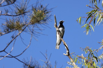 black-faced cuckooshrike (Coracina novaehollandiae)  Queensland, Australia