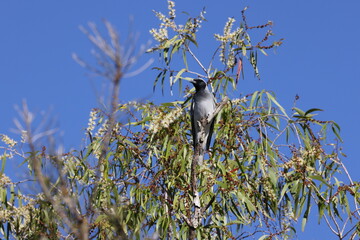 black-faced cuckooshrike (Coracina novaehollandiae)  Queensland, Australia