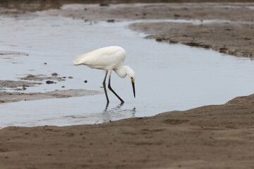 Little egret (Egretta garzetta) Queensland, Australia