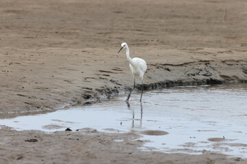  Little egret (Egretta garzetta) Queensland, Australia
