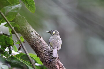 yellow-spotted honeyeater (Meliphaga notata)  Queensland, Australia