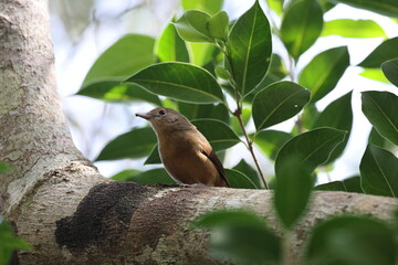 little shrikethrush (Colluricincla megarhyncha) Queensland, Australia