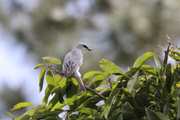 white-bellied cuckooshrike (Coracina papuensis) Queensland, Australia