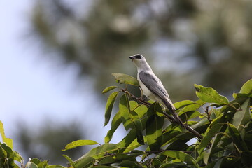 white-bellied cuckooshrike (Coracina papuensis) Queensland, Australia