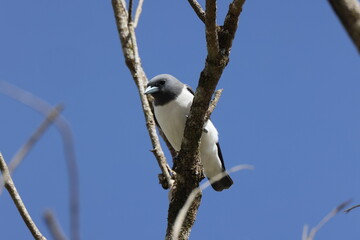 white-breasted woodswallow (Artamus leucorynchus) Queensland, Australia