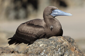 brown booby (Sula leucogaster) Queensland, Australia