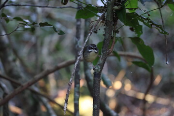 white-browed scrubwren (Sericornis frontalis) Queensland, Australia