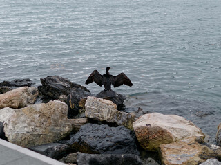cormorant spreading its wings above some rocks