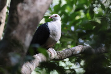  white-headed pigeon (Columba leucomela) Queensland, Australia