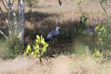 white-faced heron (Egretta novaehollandiae)Queensland, Australia