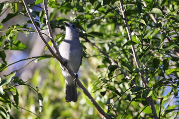 grey shrikethrush or grey shrike-thrush (Colluricincla harmonica)Queensland, Australia