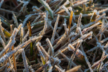 冬の朝　霜に覆われた芝生のマクロ撮影02