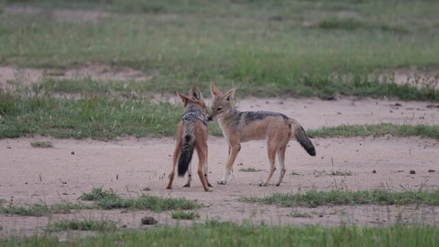 Playful pair of black-backed jackals