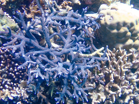 Bright blue purple staghorn corals in the coral reefs of Coron, Palawan, Philippines
