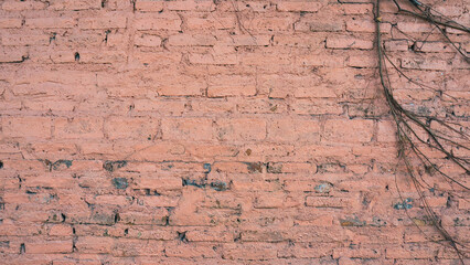 Old pink brick wall texture with dry climbing branches, Vintage weathered masonry background.