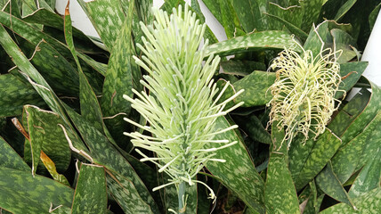 Flowers of Sansevieria, also known as snake plant