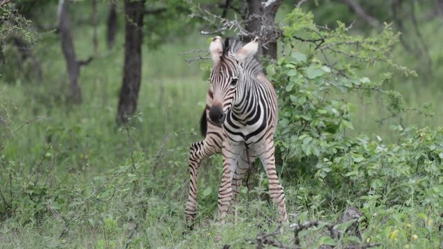 a newborn zebra foal with an umbilical cord still attached.