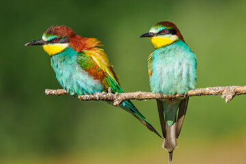 European bee-eaters perched on a branch in spring