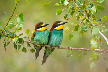European bee-eaters perched on a branch in spring