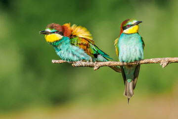European bee-eaters perched on a branch in spring