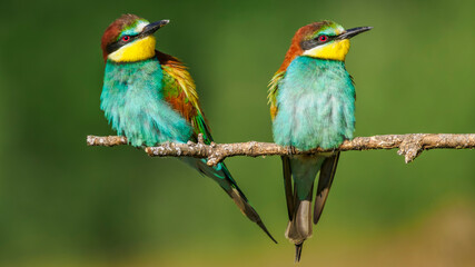 European bee-eaters perched on a branch in spring