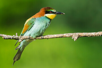 European bee-eaters perched on a branch in spring