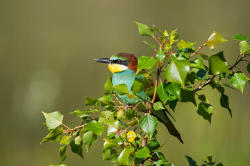 European bee-eaters perched on a branch in spring