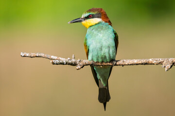 European bee-eaters perched on a branch in spring
