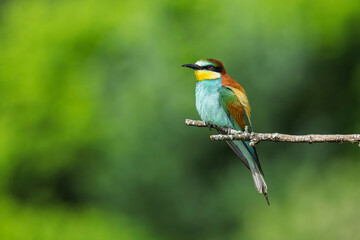 European bee-eaters perched on a branch in spring