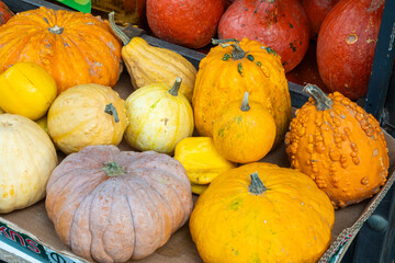 A pile of pumpkins in various colors on a market stall.

