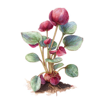A watercolor isometric illustration of Velvet Plant, cleanly isolated on white background.