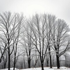 Bare trees with intricate, frosted limbs stand stark against a muted, grey winter sky,  cold,  trees