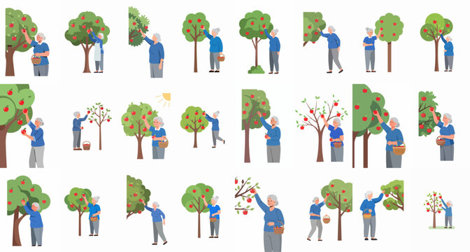 Senior Woman Picking Apples Set: Happy Grandmother Harvesting Ripe Red Fruit from Apple Trees into Baskets, Flat Vector Collection.