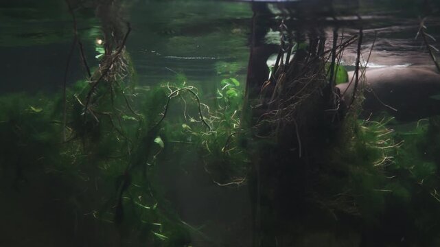 Muddy swampy water with algae and greenery. otter