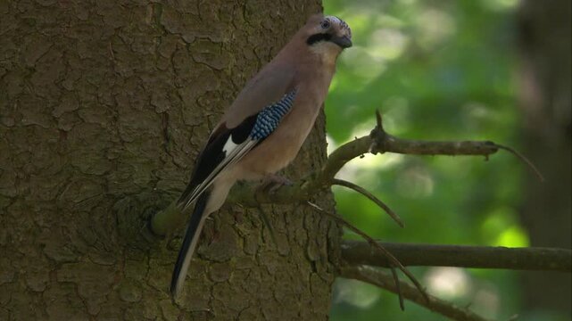 jay sitting calmly on a branch inside a coniferous woodland (close up)