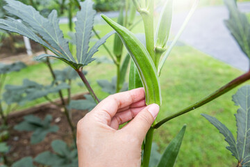 Home grow organic Okra in North of Thailand, fresh green Okra in girl hand